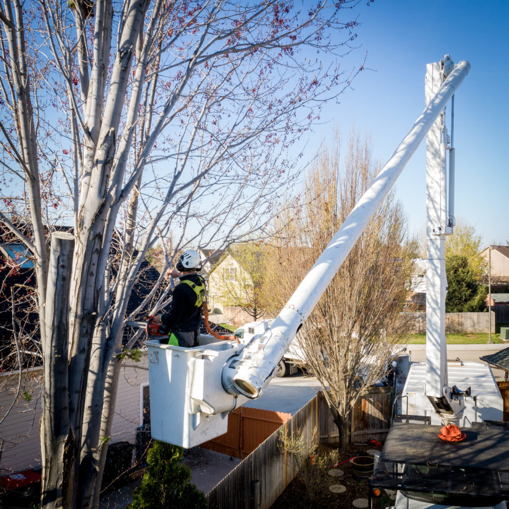 Homer Tree Service team performing a tree service called tree pruning and trimming using a bucket truck
