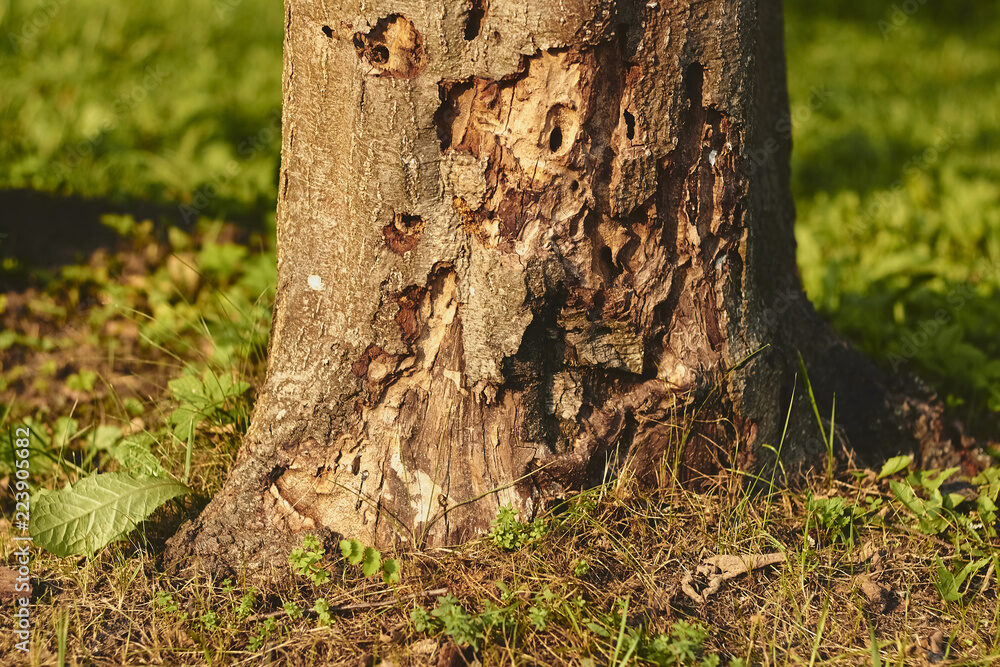 insect damaged tree trunk