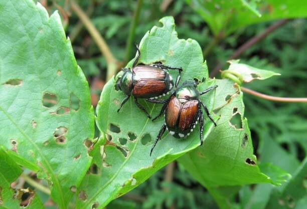 japanese beetles stock image