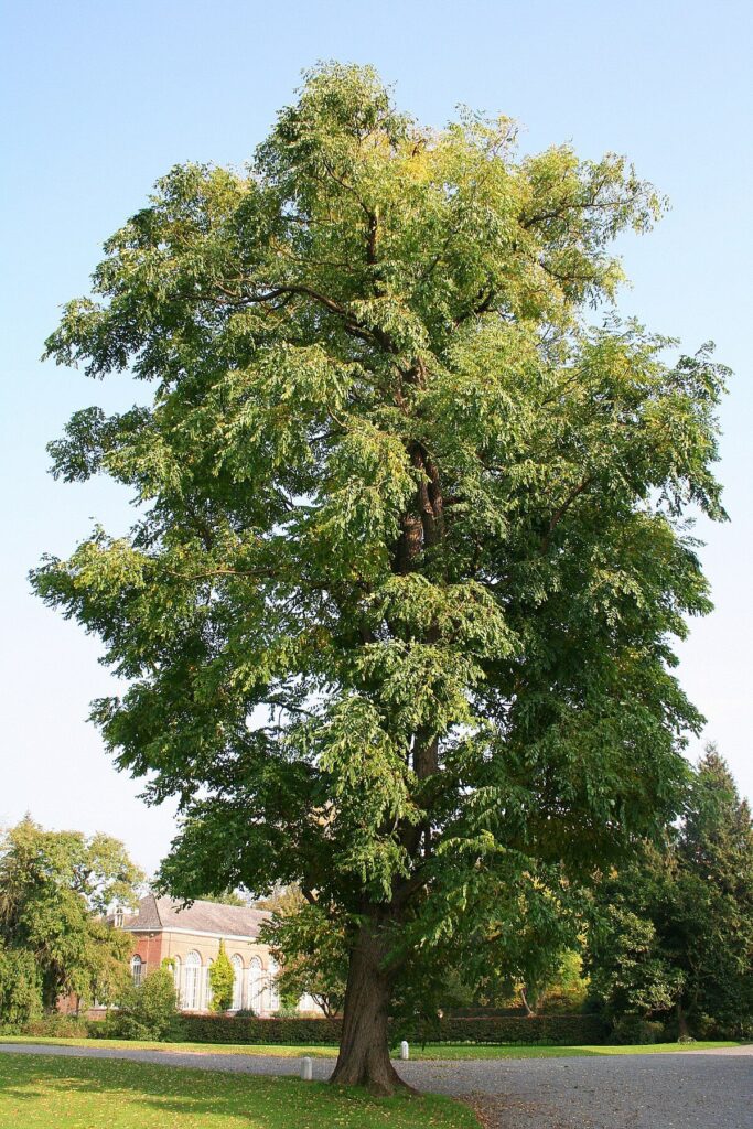 kentucky coffee tree
