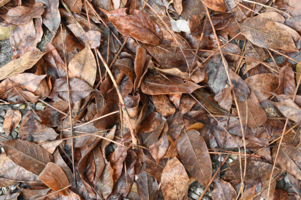 leaf litter stock image