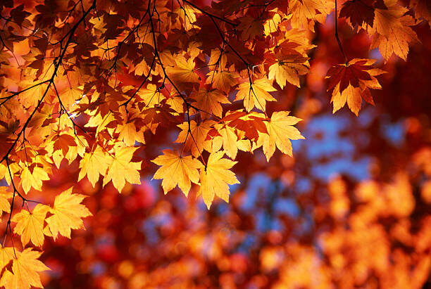 maple fall stock image