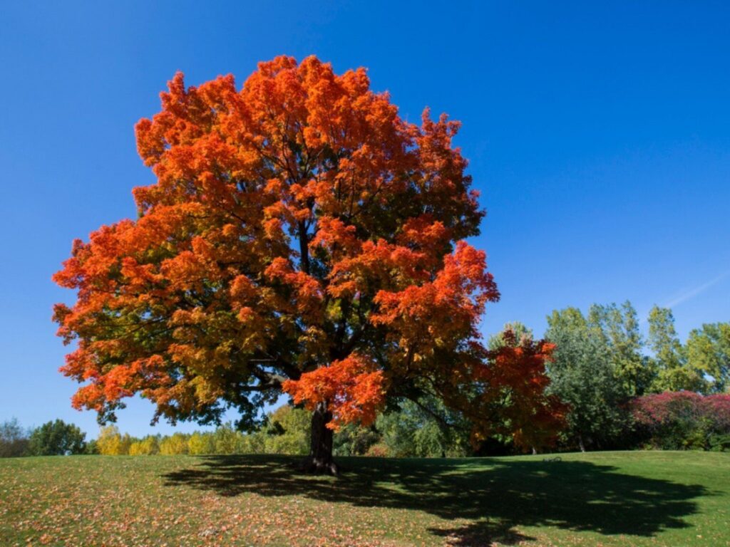 maple tree