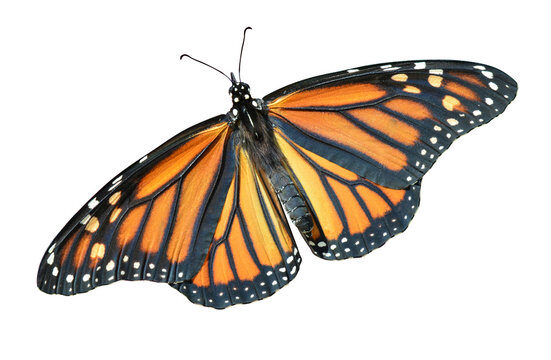 monarch butterfly 2