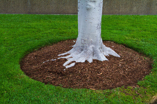 mulch around tree stock image