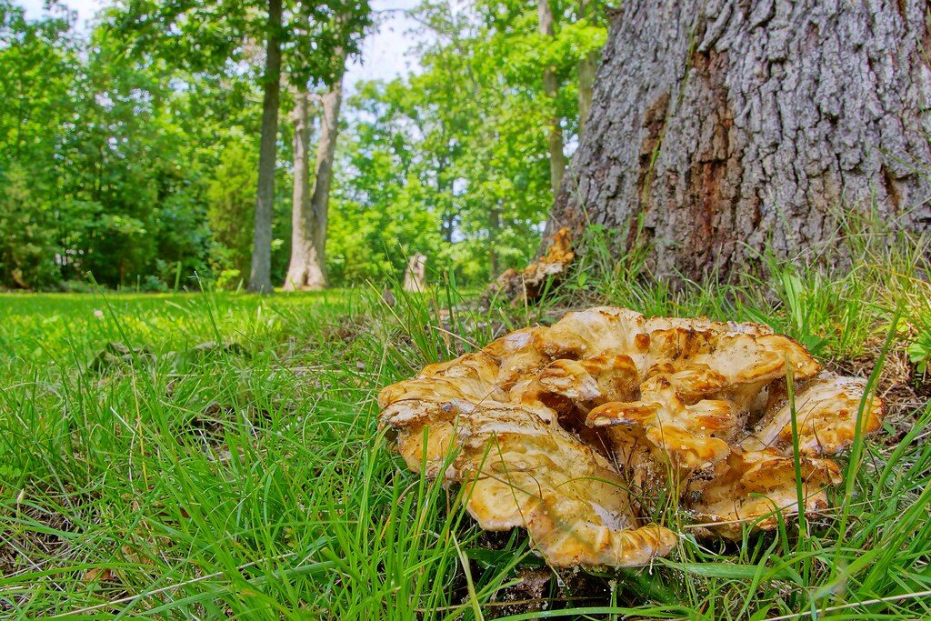 mushrooms on base