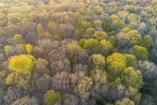 newly emerging leaves on trees in the spring marion county illinois u l q1qr4vn0