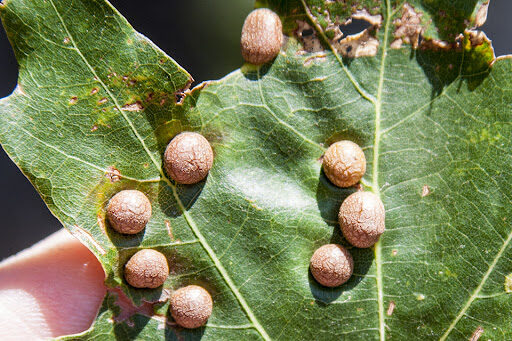 oak leaf gall midge