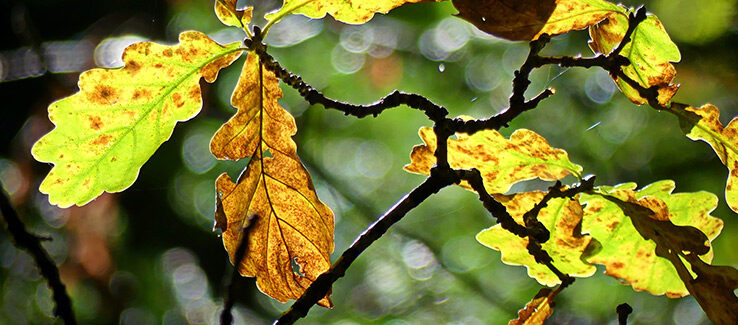 Fast Tree Removal Services Atlanta 3379 Peachtree Road #555a Atlanta, GA 30326 (404) 220 9965