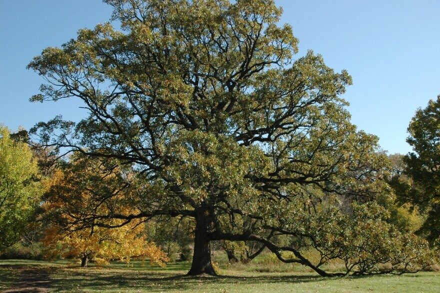 oak tree