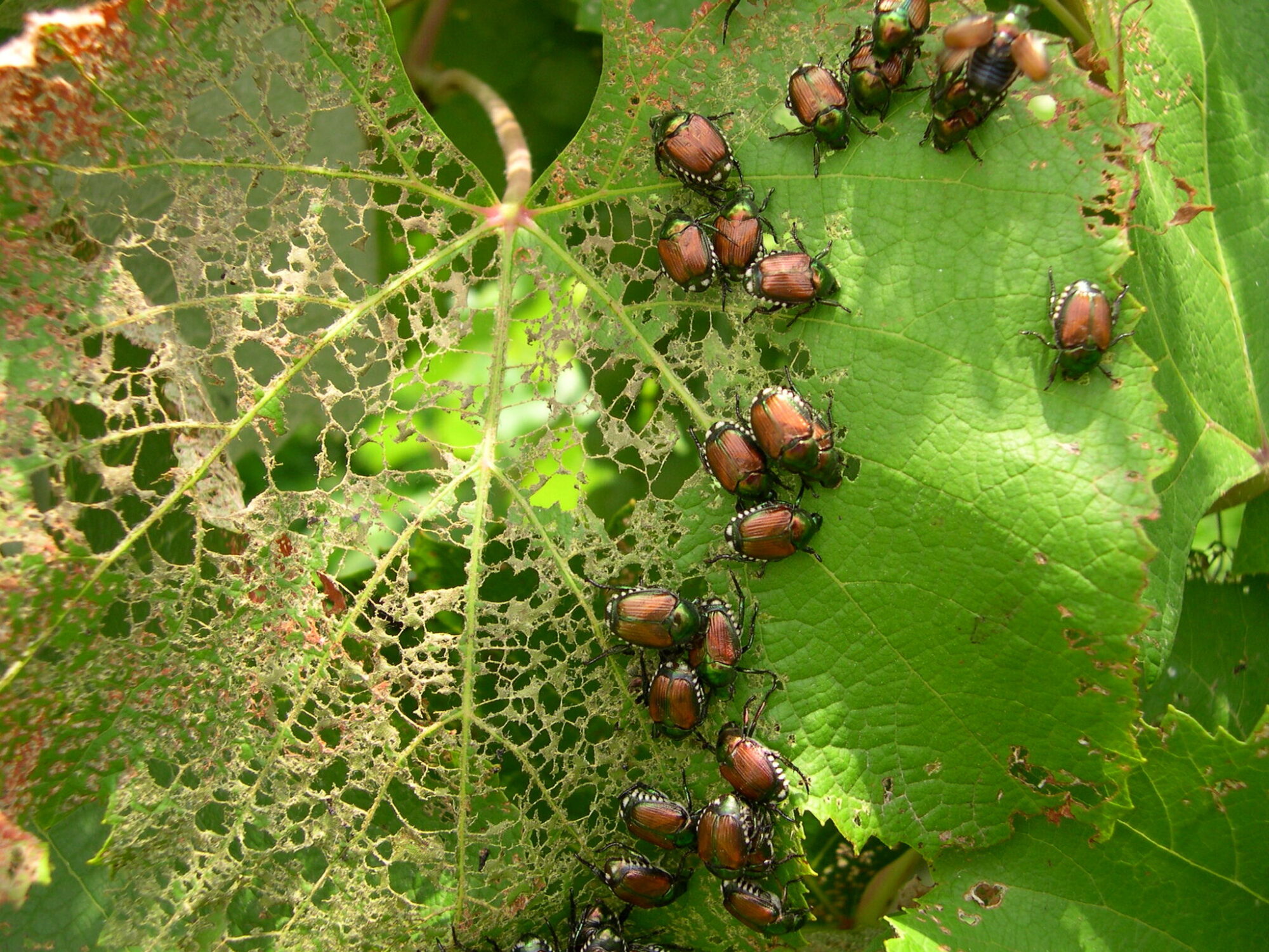 Japanese Beetle: Spotlight on Emergence and Impact - Homer Companies