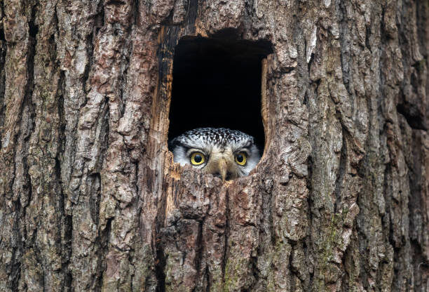 owl in tree stock image