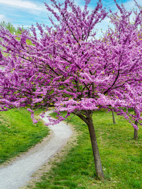 Cercis siliquastrum Judas tree