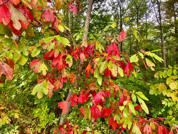 sassafras fall stock image