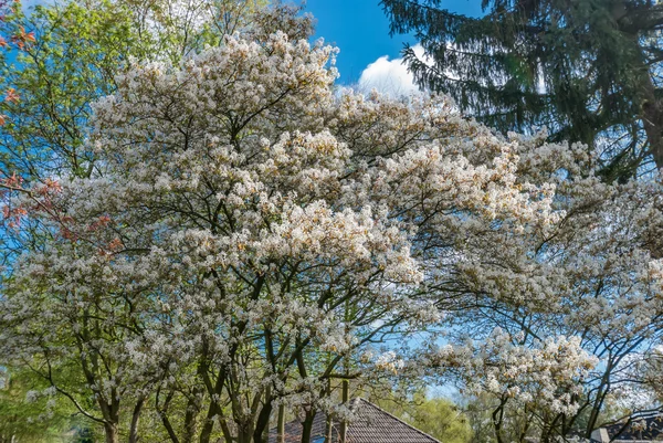 serviceberry tree