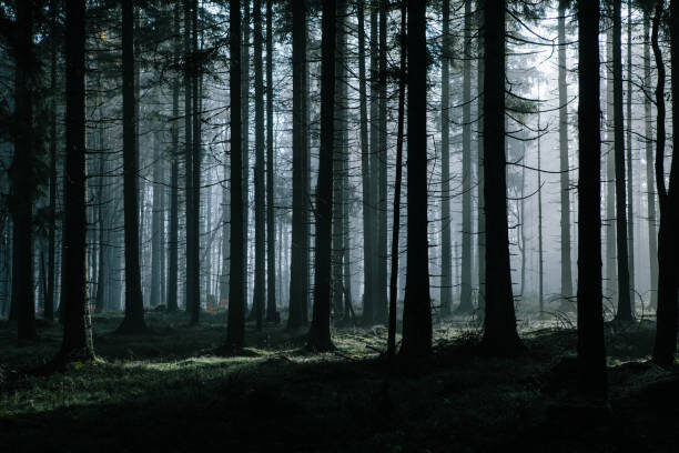 spooky spruce trees stock image