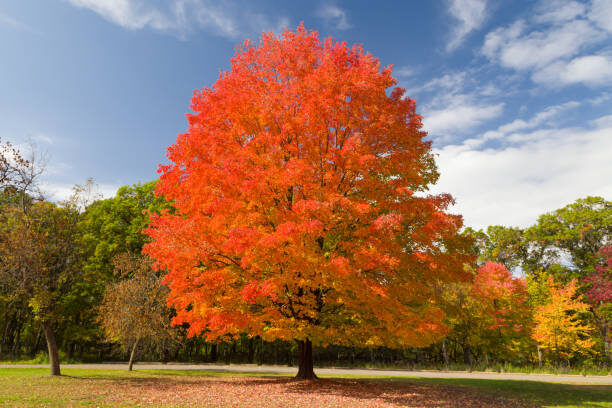 sugar maple stock image