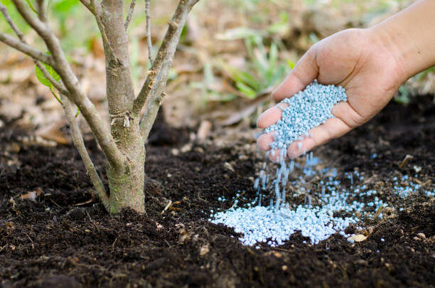 tree fertilizer stock image