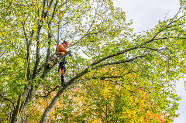 tree pruning stock image