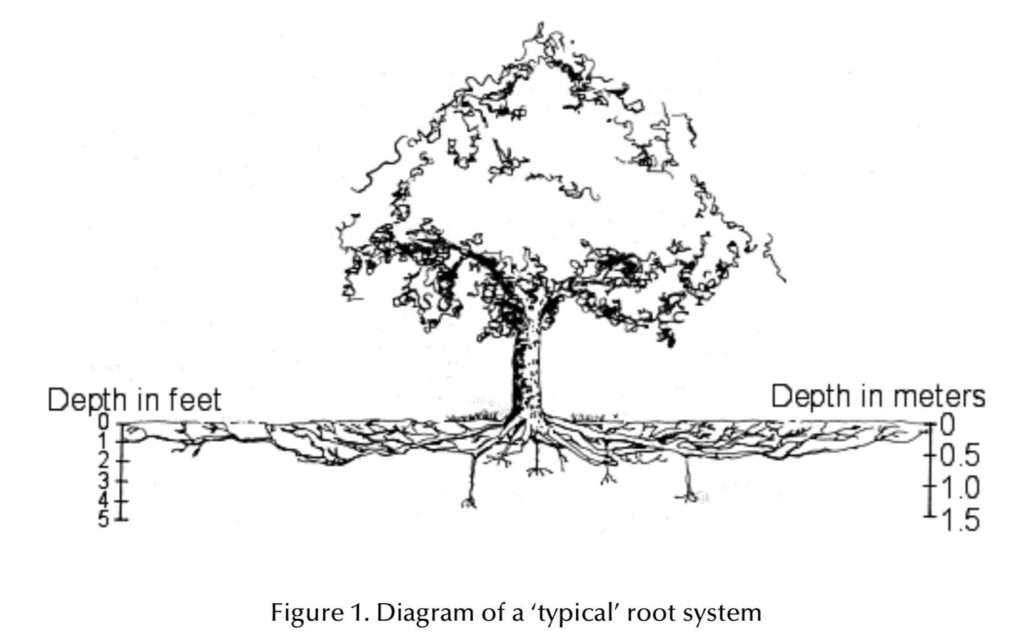 tree root distruibution 1