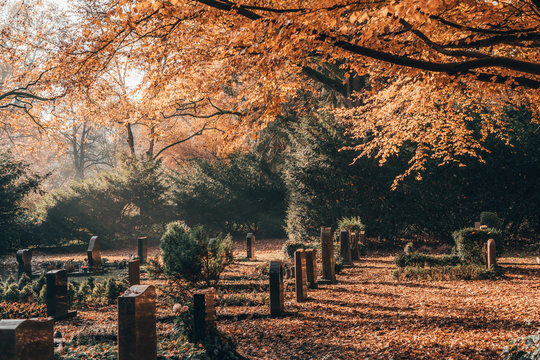 trees in cemetery stock image