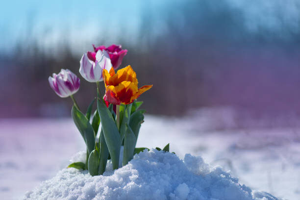 tulip emerging from snow