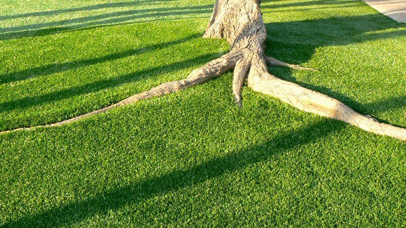 turf grass tree roots