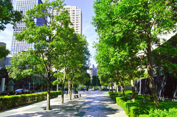 urban trees stock image