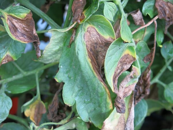 verticillium wilt